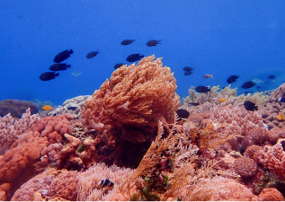 NOAA Predicts Devastating Fourth Mass Coral Reef Bleaching Event