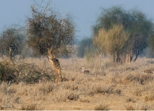 Preserving the Biodiversity and Cultural Heritage of Rajasthan’s Orans