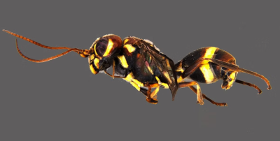 Taeniogonalos deepaki: Unveiling a New Parasitoid Wasp Species in the Western Ghats