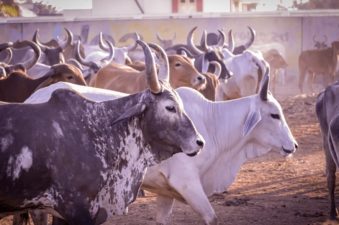 21st Livestock Census – Transforming India’s Animal Husbandry Sector
