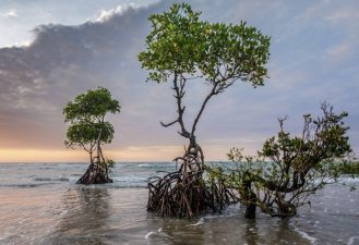 Mangrove Forests – Nature’s Cyclone Barriers