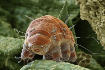 Genetic Mechanisms of Radiation Tolerance in Tardigrades