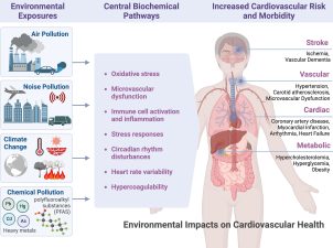 Air Pollution and Cardiovascular Health Risks for Young Adults
