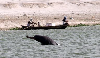 Gangetic Dolphin Protection