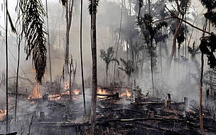 About Tropical Rainforests and Climate Change