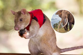African Giant Pouched Rats Combat Wildlife Trafficking