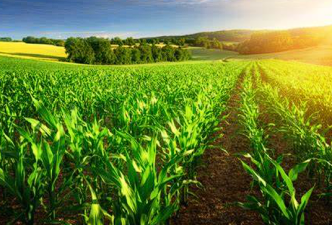 India’s Agricultural Trade Trends and Challenges