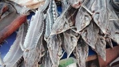 COP29 Highlights Sturgeon and Caviar Sustainability Issues