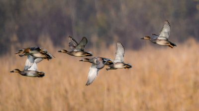 Decline of Migratory Birds in Kashmir Wetland