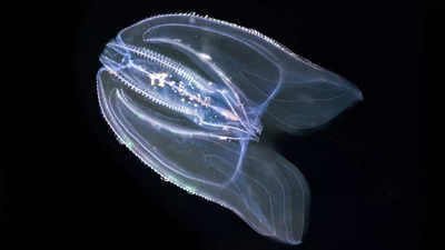 Discoveries in Reverse Development of Marine Species