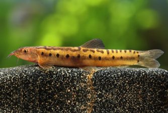 Discovery of New Freshwater Fish Genus Koima