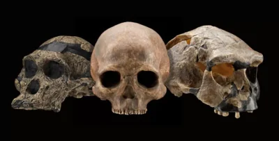 Evolution of Humans and Important Hominid Fossils of India