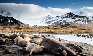 H5N1 Avian Influenza Crisis in Elephant Seals