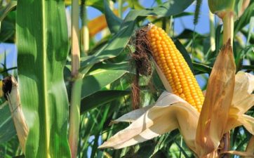 Illegal GM Maize Found in Indian Market