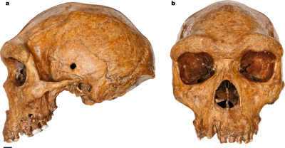 Important Hominin Fossils from the Prehistoric Period