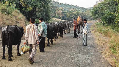 India Launches First Pastoral Livestock Census