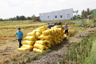 India’s Rice Exports Surge Past $1 Billion