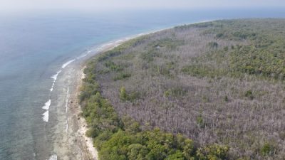 Maldives Mangrove Dieback Linked to Rising Sea Levels