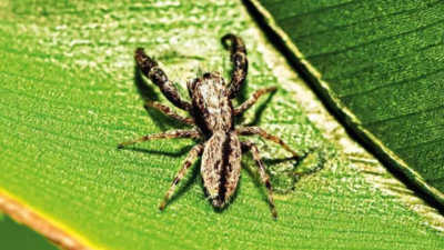 New Jumping Spider Species Discovered in Pune
