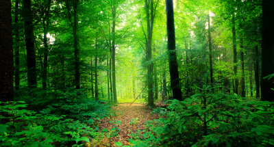 Odisha’s Ecosystem Services Valued at $5 Billion