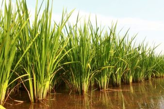 Punjab’s PR 126 Paddy Variety Controversy