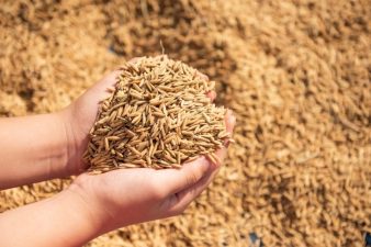 Record Rice Production in 2024-25 Kharif Season