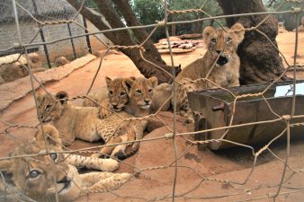 South Africa’s Big Cat Trade Crisis