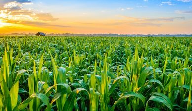 Controversy Surrounding GM Crop Regulation in India