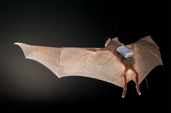 The Social Lives of Vampire Bats