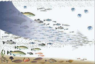 Tuna Export Growth – India’s New Fishing Frontier
