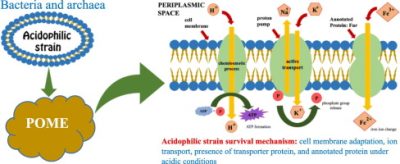 About Archaea and Their Survival Mechanisms
