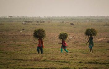 Carbon Rights of Indigenous Peoples and Local Communities