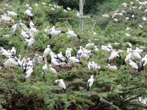 African Openbill Stork Joins Kerala’s Bird List