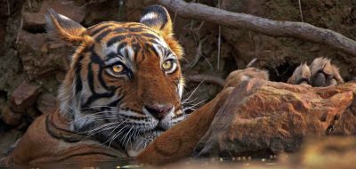 Amur Tiger Subpopulation Faces Genetic Diversity Crisis