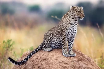 Arabian Leopard Cubs Born in Saudi Arabia