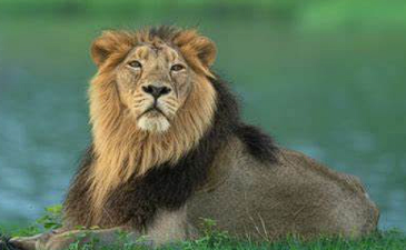 Project Lion