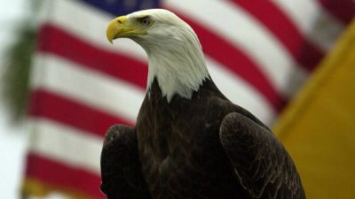Bald Eagle Officially Designated As National Bird
