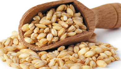 Barley Cultivation – A Sustainable Alternative for Punjab