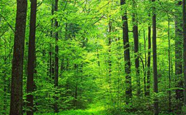 Biodiversity Financing Gap and Economic Inequality