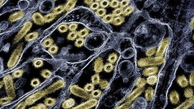 Bird Flu Emergency Declared in California