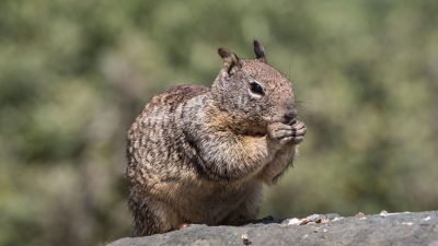 California Ground Squirrels – New Predatory Behaviours Uncovered