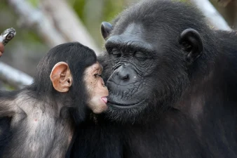 Chimpanzee Conservation Efforts in Cameroon