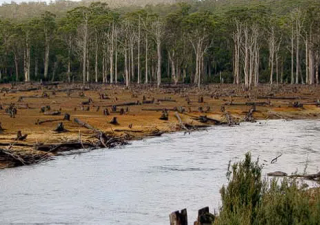 Climate Change and Biodiversity Loss Impact Children’s Health