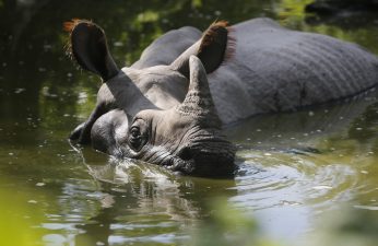 Conservation Efforts for Greater One-Horned Rhinoceros