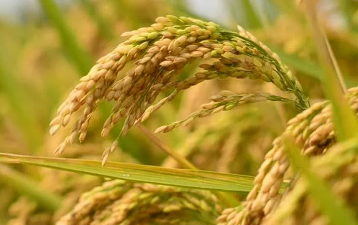 Credit Guarantee Scheme for Farmers Launched in India