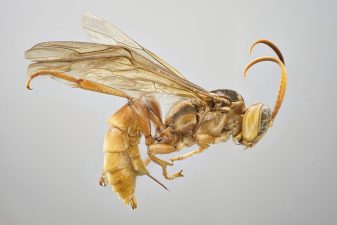 Discovery of New Darwin Wasp Species in India