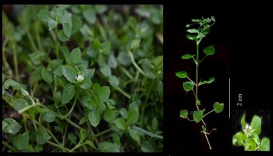 Discovery of Stellaria Bengalensis in West Bengal