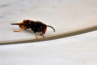 Eradication of Murder Hornets in the United States