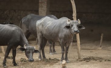 Gauhati High Court Bans Buffalo and Bulbul Fights