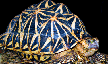 Indian Star Tortoise Conservation Efforts